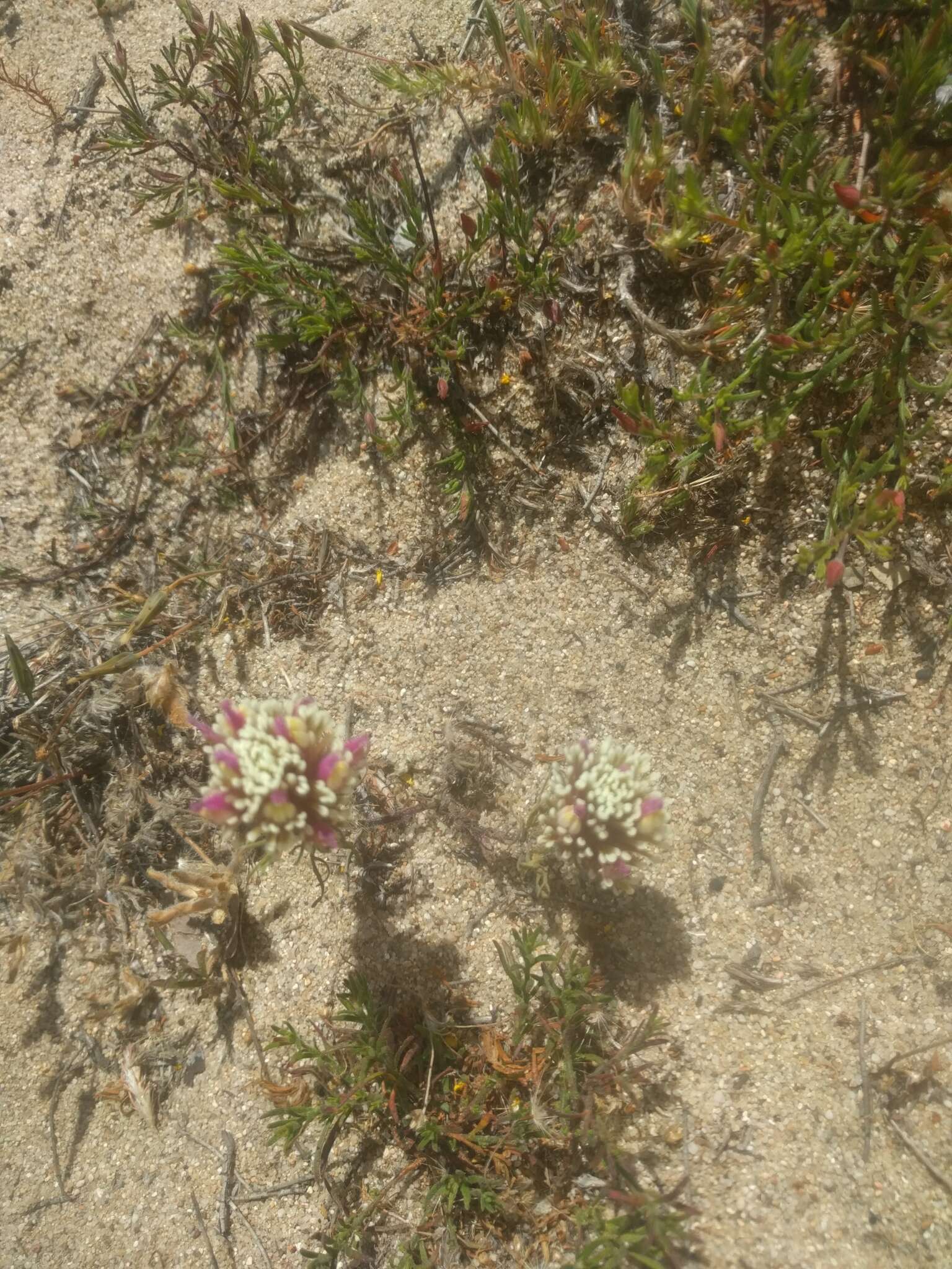 Image of wideleaf Indian paintbrush