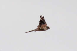 Image of Australian Kestrel