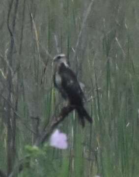 Image of Everglade snail kite