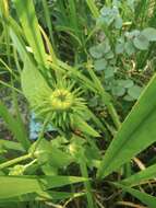 Imagem de Inula japonica Thunb.