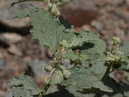 Image of Chrozophora oblongifolia (Delile) A. Juss. ex Spreng.