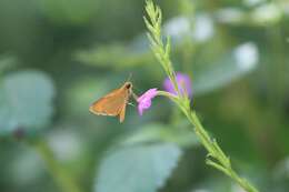 Image of Godman's Skipper