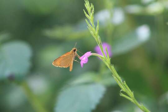 Zariaspes mythecus Godman 1900 resmi