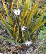 Image de Thelymitra longifolia J. R. Forst. & G. Forst.