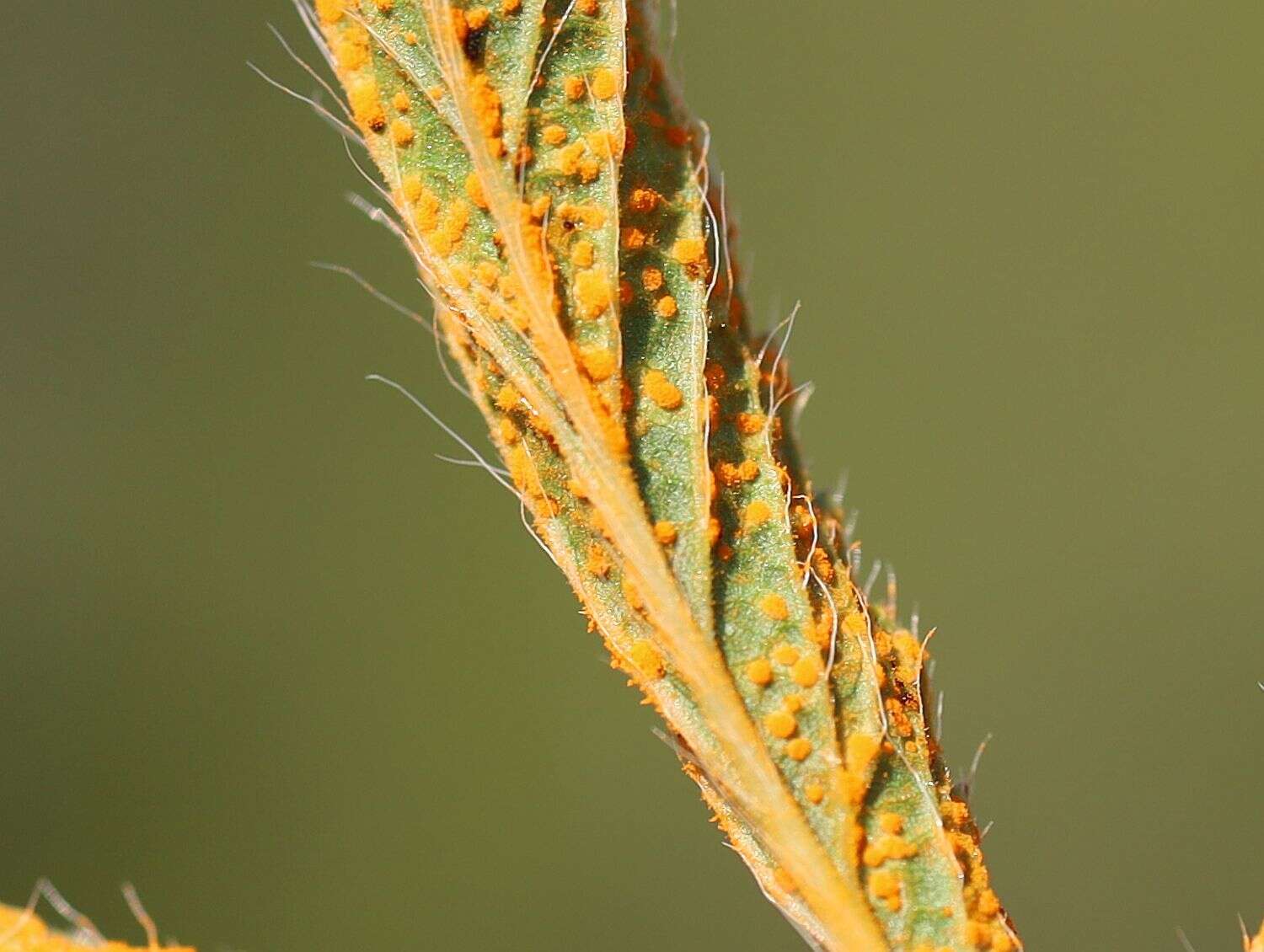 صورة Phragmidium potentillae (Pers.) P. Karst. 1878