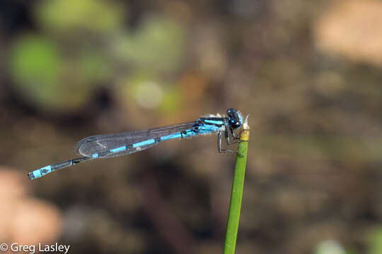 Image of Sandhill Bluet