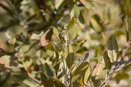 Image of Combretum moggii Exell