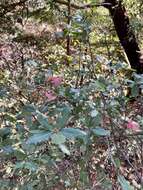 Image of Tamalpais oak