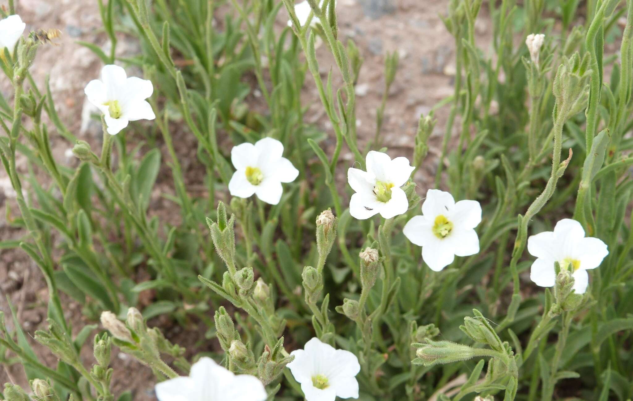 Image of Salpiglossis anomala (Miers) W. G. D' Arcy