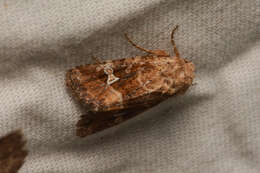 Image of Brown Arches Moth