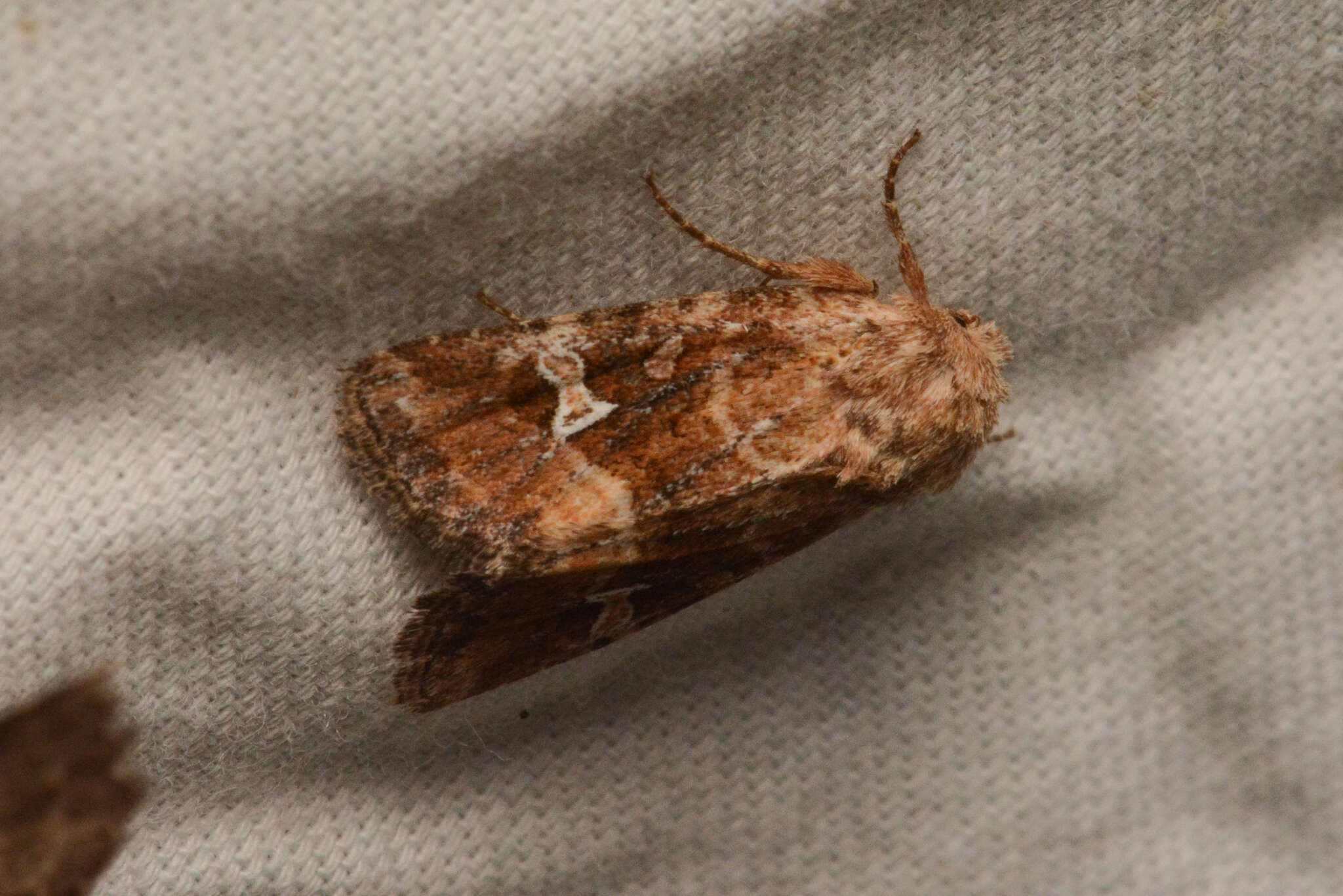 Image of Brown Arches Moth