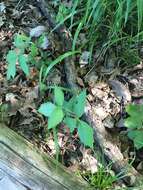 Image of eastern poison ivy