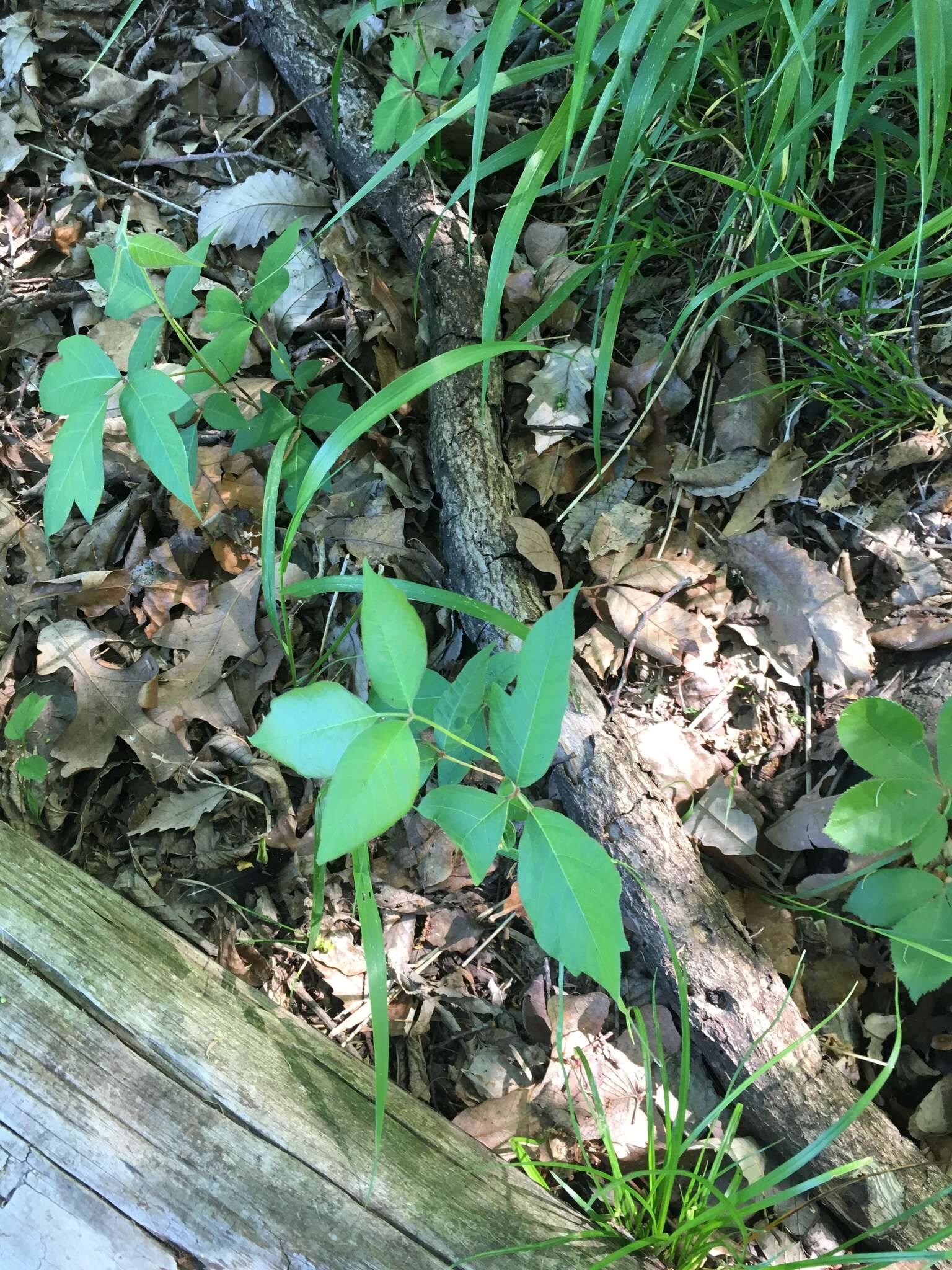 Image of eastern poison ivy