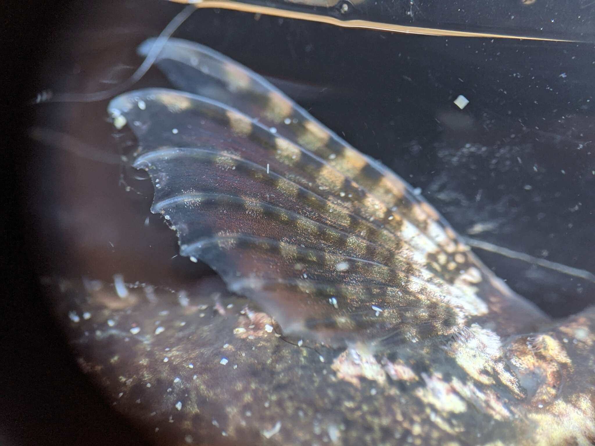 Image of Bald sculpin