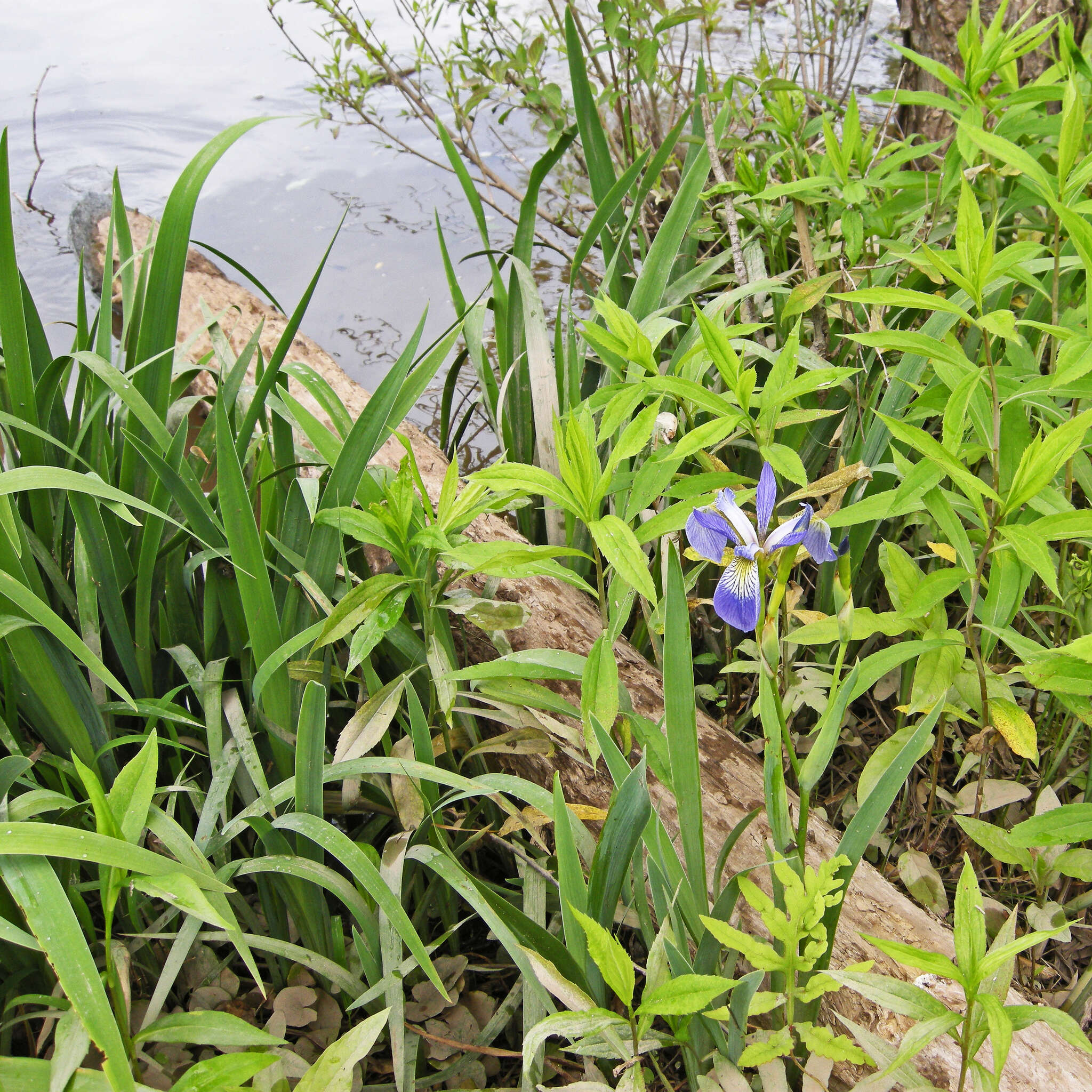 Image de blue flag iris versicolore