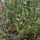 Image of Salvia stenophylla Burch. ex Benth.