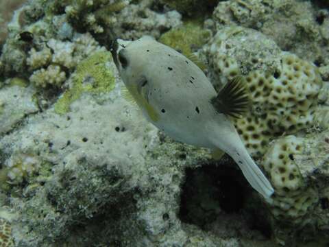 Image of Black Spotted Blow Fish