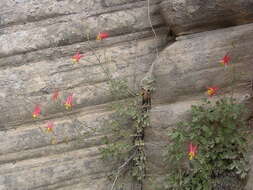 Image of Lori's columbine