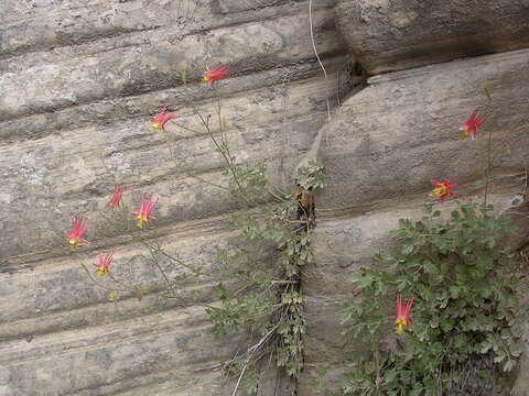 Image of Lori's columbine