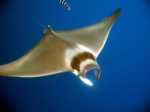 Image of Devil fish