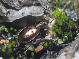 Image of Bembidion (Testedium) bipunctatum (Linnaeus 1760)