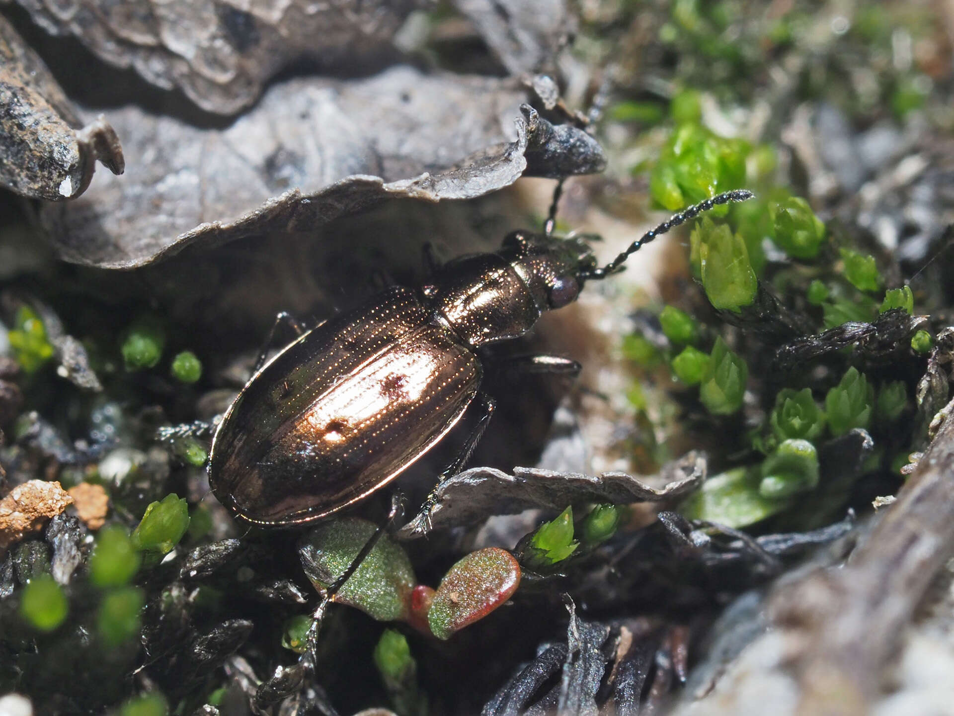 Image of Bembidion (Testedium) bipunctatum (Linnaeus 1760)