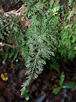 Image of Abrodictyum strictum (Menzies ex Hook. & Grev.) Ebihara & K. Iwats.