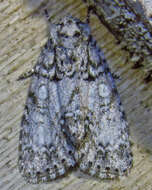 Acronicta retardata Walker 1861的圖片