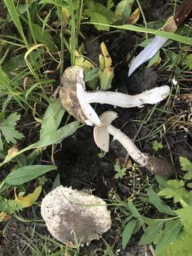 Image of Amanita populiphila Tulloss & E. Moses 1995