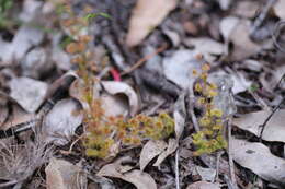 Image de Drosera stolonifera Endl.