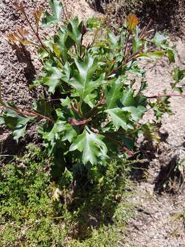 Image of Grevillea ramosissima subsp. hypargyrea (F. Müll.) P. M. Olde & N. R. Marriott