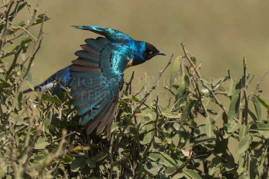 Image of Superb Starling