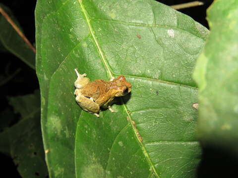 Image of Dendropsophus kamagarini Rivadeneira, Venegas & Ron 2018