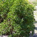 Image of Psychotria plumieri Urb.
