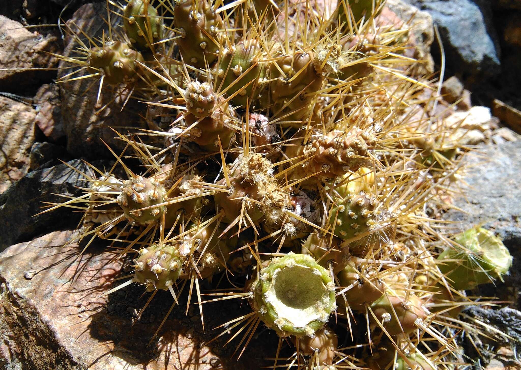 Image of Maihueniopsis glomerata (Haw.) R. Kiesling