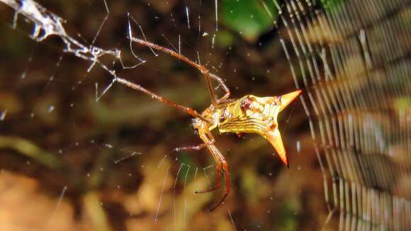 Image of Micrathena sanctispiritus Brignoli 1983