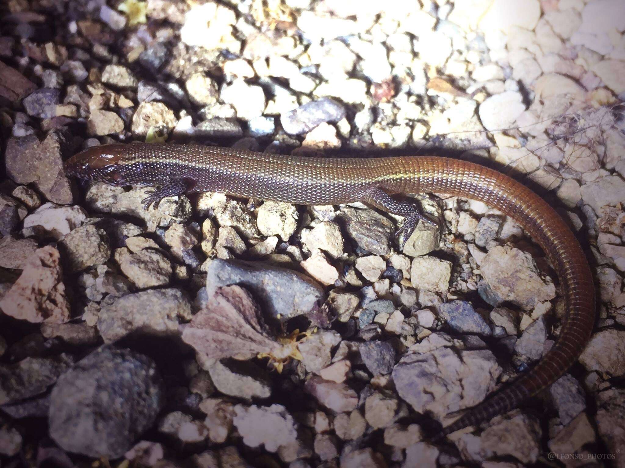 Image of Cuban night lizards