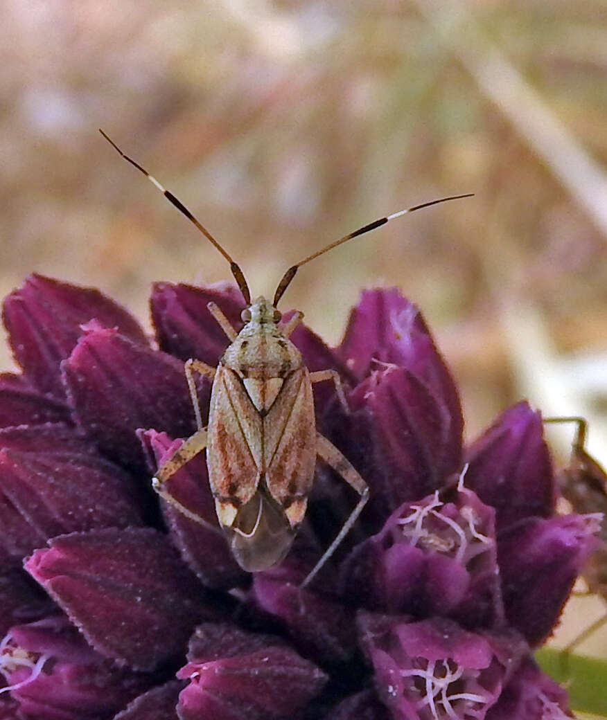 Imagem de Closterotomus histrio (Reuter 1877)