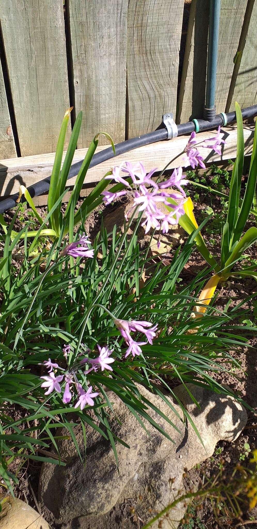 Tulbaghia violacea Harv. resmi