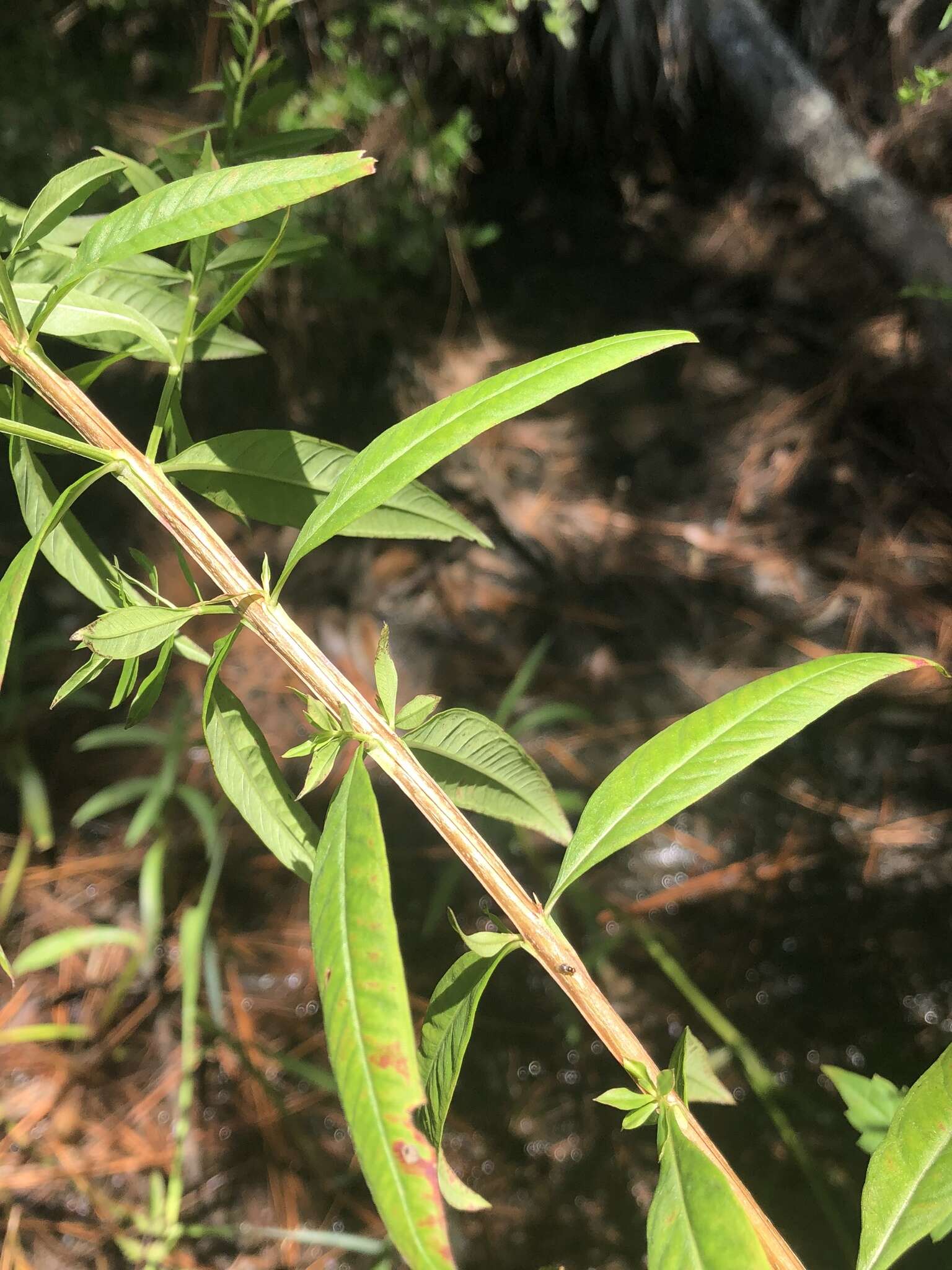 Imagem de Lythrum alatum subsp. lanceolatum (Elliott) A. Haines