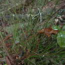 صورة Carex lectissima K. A. Ford