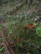 Image of Carex lectissima K. A. Ford