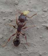 Image of Tetramorium grassii Emery 1895