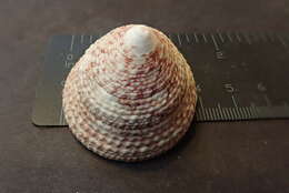 Image of maculated top shell