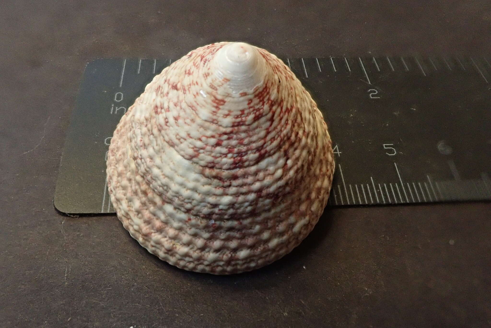 Image of maculated top shell