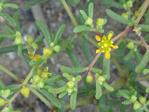 Image of Tetraena simplex (L.) Beier & Thulin