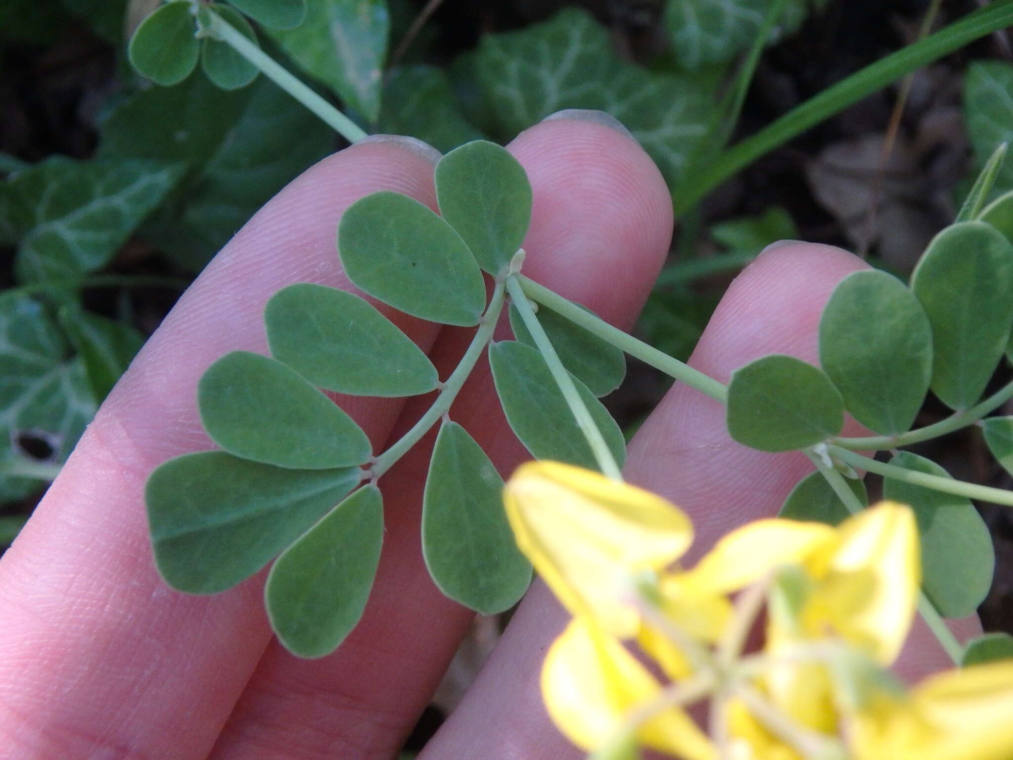 Plancia ëd Coronilla coronata L.