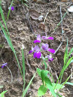 صورة Collinsia heterophylla Buist ex Graham