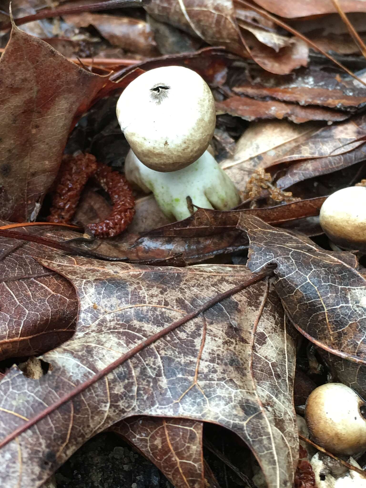 Image of Geastrum quadrifidum DC. ex Pers. 1801