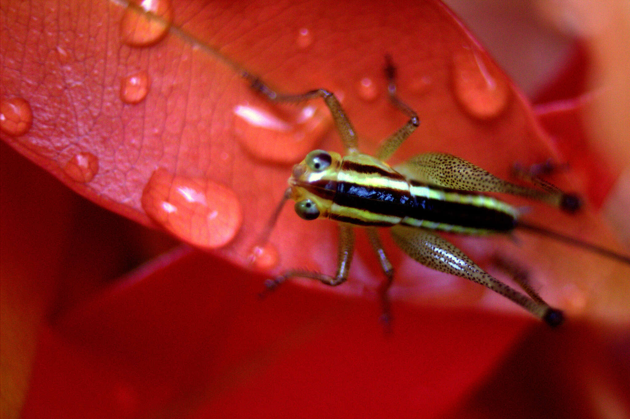 Image of Conocephalus (Anisoptera) signatus (Redtenbacher 1891)